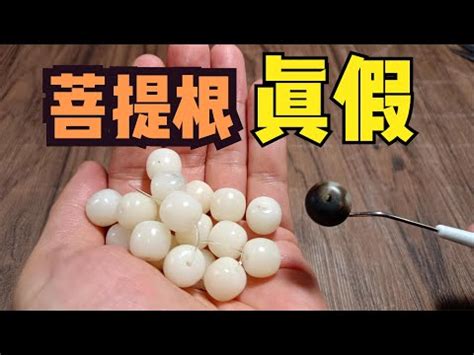 綠菩提根功效|【綠菩提根功效】解鎖綠菩提根的驚人能量：功效、禁忌與美好寓。